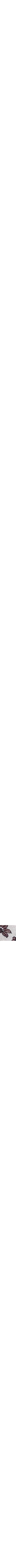 Aubergine à motifs