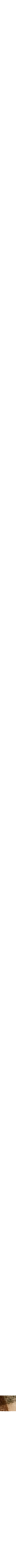 Orange à motifs