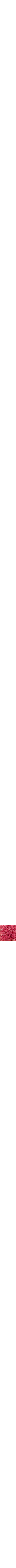 Pourpre à motifs