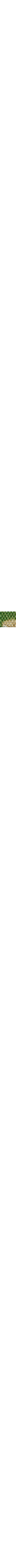 Vert à motifs