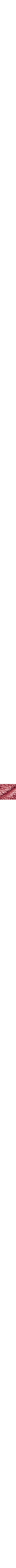 Pourpre