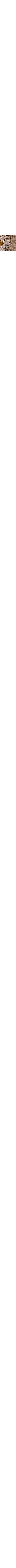 Patterned Ecru