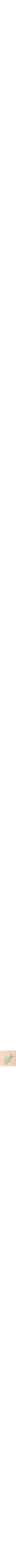 Rose pêche
