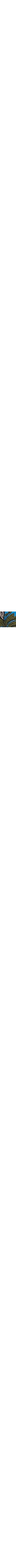 Vert à motifs