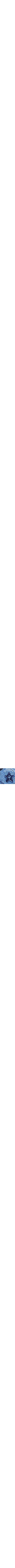 Patterned Blue