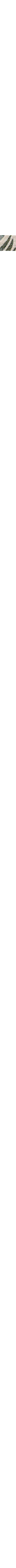 Écru à motifs