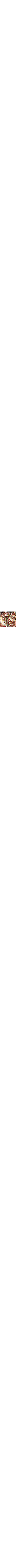 Orange à motifs