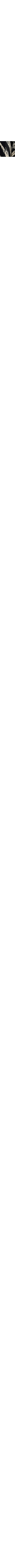 Noir à motifs