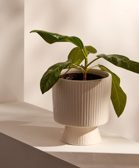 Tous nos cache-pots et accessoires de jardinage chez Simons Maison
