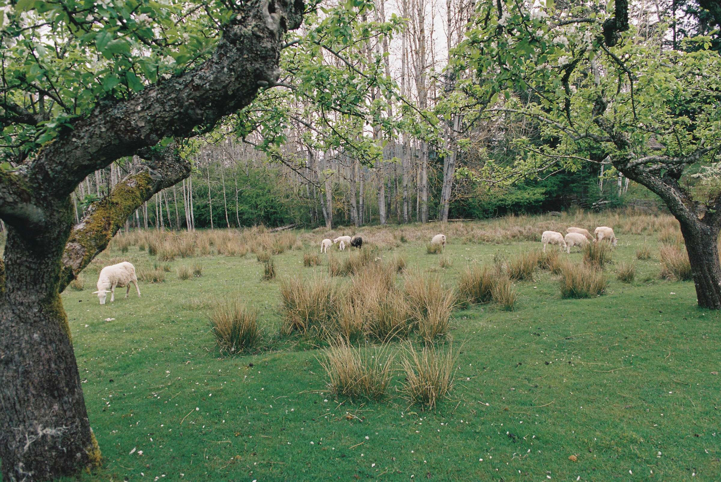 Photo of a prairie with sheeps