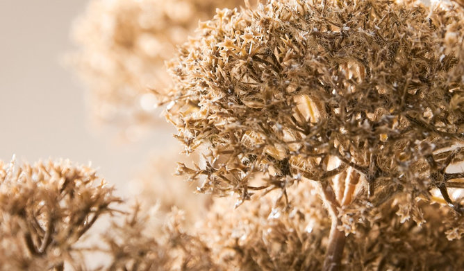 Fleurs séchées