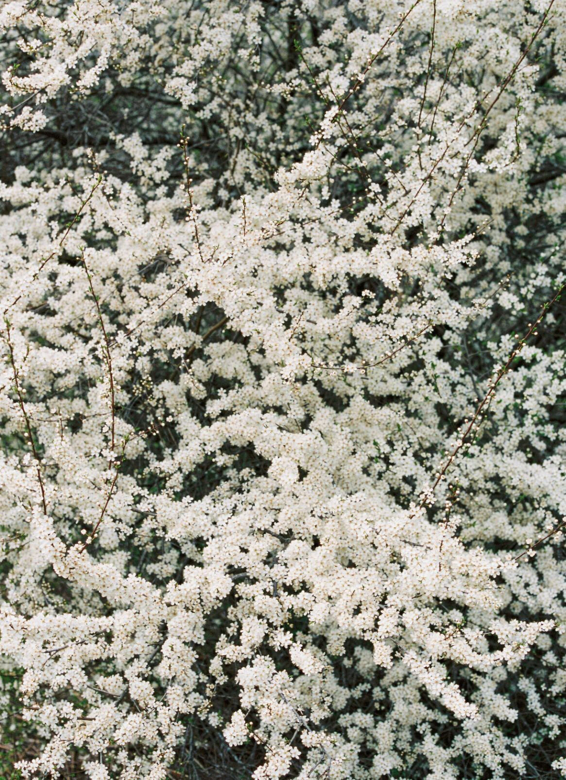 Small white flowers