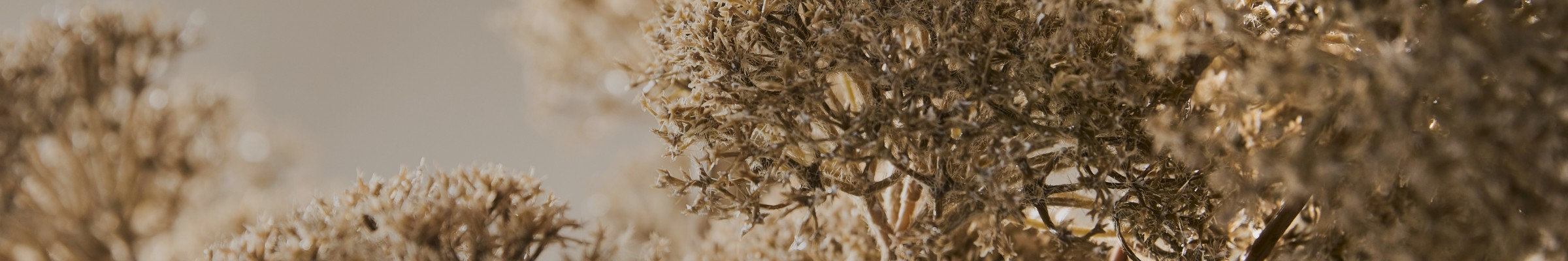 Dried flowers